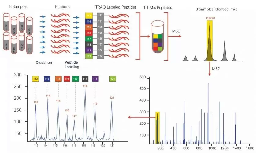 The workflow of iTRAQ analysis